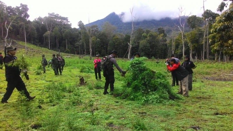 BNN Musnahkan Ladang Ganja di Aceh Besar