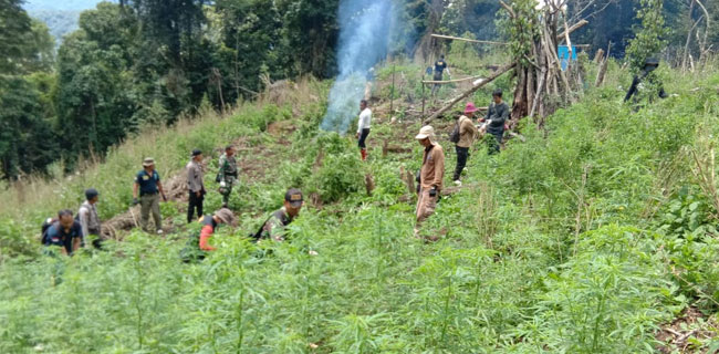 BNN musnahkan ladang ganja di Pengunungan Tor Sihite - Sumatera Utara