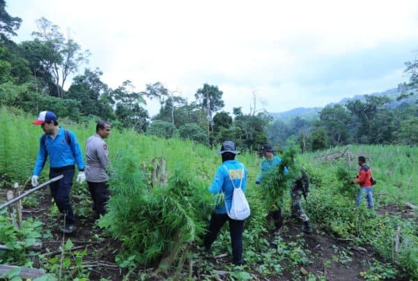 BNN Berhasil Temukan 10 Hektar Bekas Ladang Ganja, 1 Hektar Diantaranya Masih Produktif BNN Berhasil Temukan 10 Hektar Bekas Ladang Ganja, 1 Hektar Diantaranya Masih Produktif