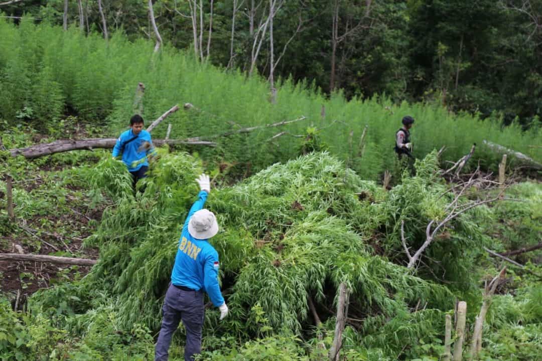 Tim BNN Berhasil Babat 4 Hektar Lahan Ganja Di Pegunungan Seulimun
