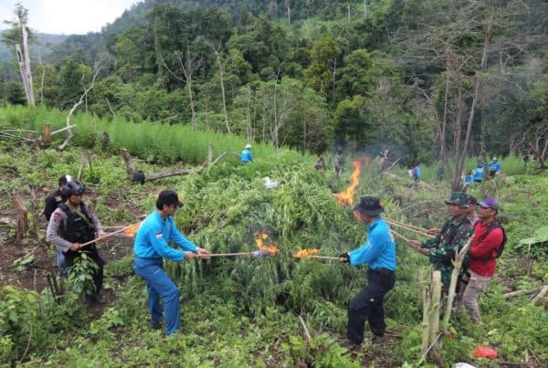 Tim BNN Berhasil Babat 4 Hektar Lahan Ganja Di Pegunungan Seulimun Tim BNN Berhasil Babat 4 Hektar Lahan Ganja Di Pegunungan Seulimun