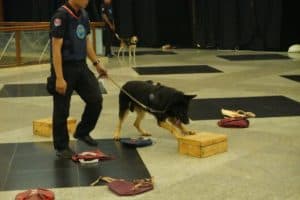 Aksi Keren Dari Si Ganteng “BOY dan ZUBU” Pukau Pengunjung Homeland Security Expo