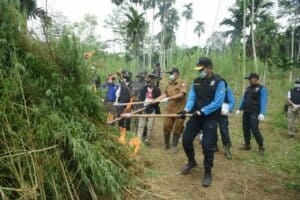 BNN RI Musnahkan 6 Ton Ganja Di Aceh UtaraDilahan Seluas 5 Hektare