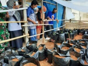 Melihat Tanaman Budidaya Jahe Merah Masyarakat Binaan di Pampang Panakkukang Kota Makassar