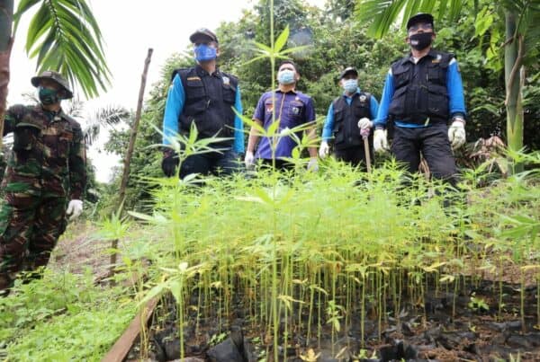 BNN Gandeng KNPI Musnahkan Ladang Ganja Sebagai Upaya Gerakan Kepemudaan BNN Gandeng KNPI Musnahkan Ladang Ganja Sebagai Upaya Gerakan Kepemudaan