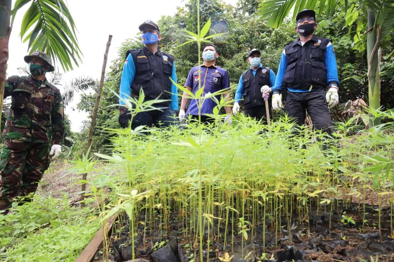 BNN Gandeng KNPI Musnahkan Ladang Ganja Sebagai Upaya Gerakan Kepemudaan