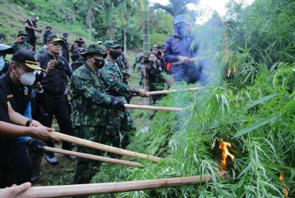 Kepala BNN RI Pimpin Pemusnahan 9 Hektar Ladang Ganja Di Aceh Utara KEPALA BNN RI PIMPIN PEMUSNAHAN 9 HEKTAR LADANG GANJA Di Aceh Utara