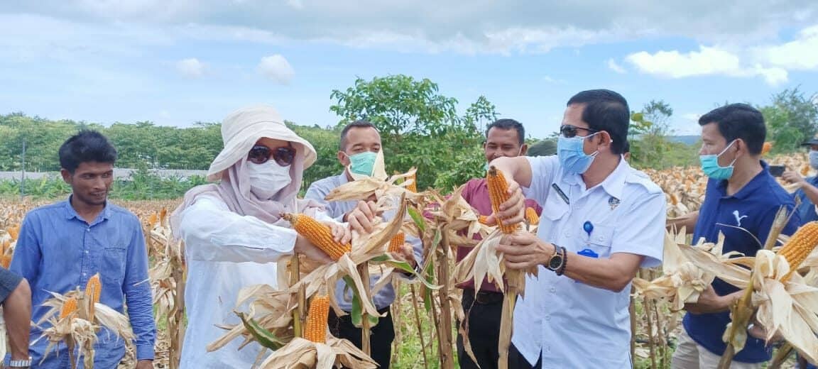 Panen Jagung Hibrida GDAD, BNN bersama Dinas Pertanian Provinsi Aceh, Dinas Pertanian Kab. Aceh Besar dan Owner PT Golden Daru Utama (GDU)