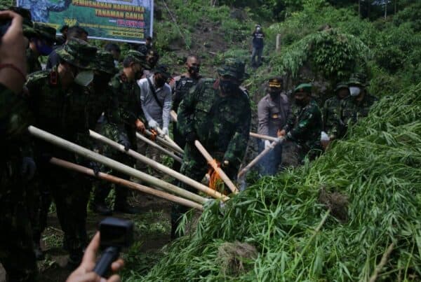 Pemusnahan 2 Hektar Ladang Ganja Di Desa Pulo Kecamatan Seulimum Kabupaten Aceh Besar 151f2505 a8c7 4c57 89ee 0bbb5c09a95d