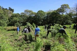 Pemusnahan Ladang Ganja 2 Hektar Oleh BNN RI