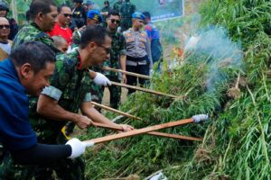 SAMBUT HUT KE-21, BNN RI MUSNAHKAN 4 HEKTAR LADANG GANJA DI LHOKSEUMAWE