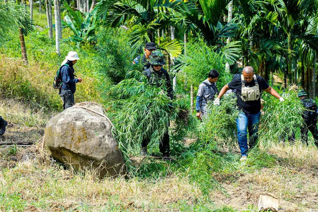 Sambut Hut Ke Bnn Ri Musnahkan Hektar Ladang Ganja Di Lhokseumawe