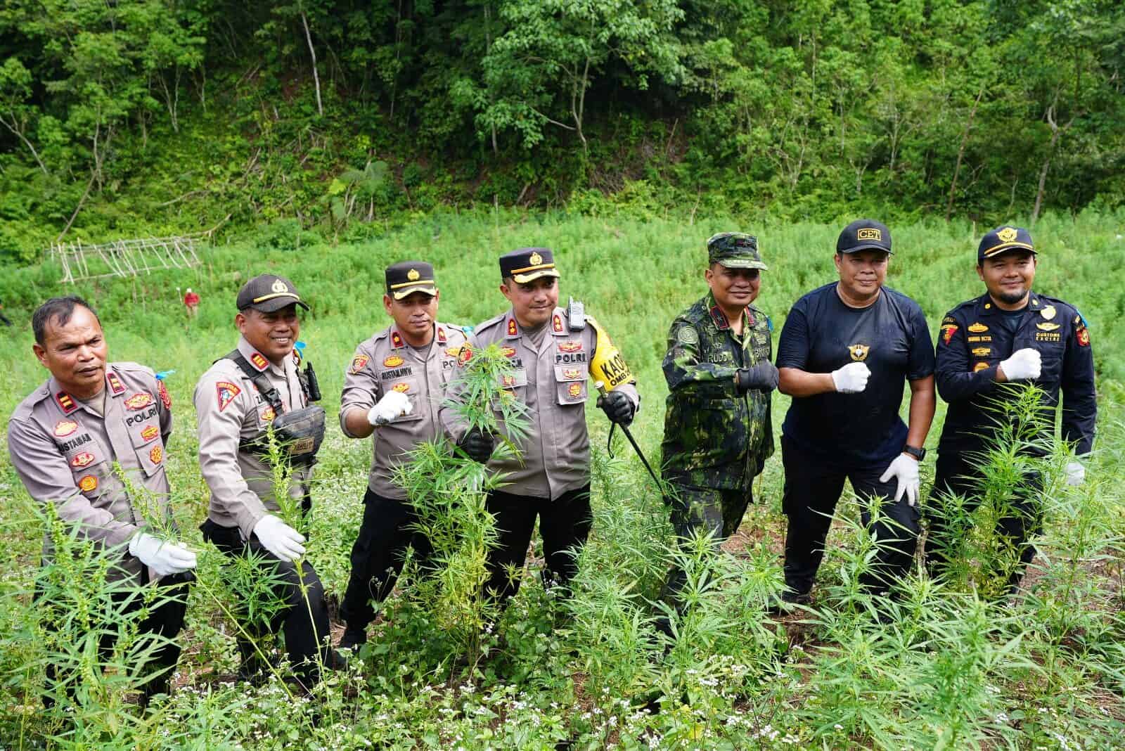 BNN RI MUSNAHKAN 7 TON GANJA SIAP PANEN