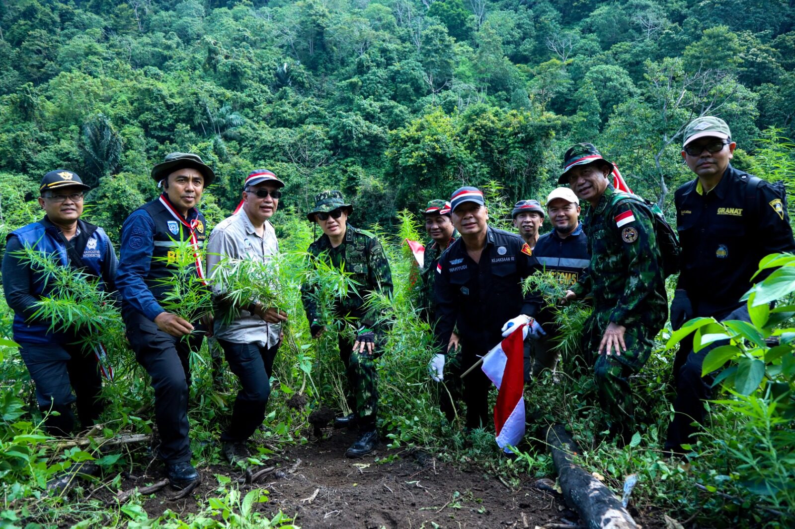 Jelang Hari Kemerdekaan RI Ke-79, BNN Tunjukkan Komitmen Lindungi Generasi Dengan Musnahkan Lahan Ganja