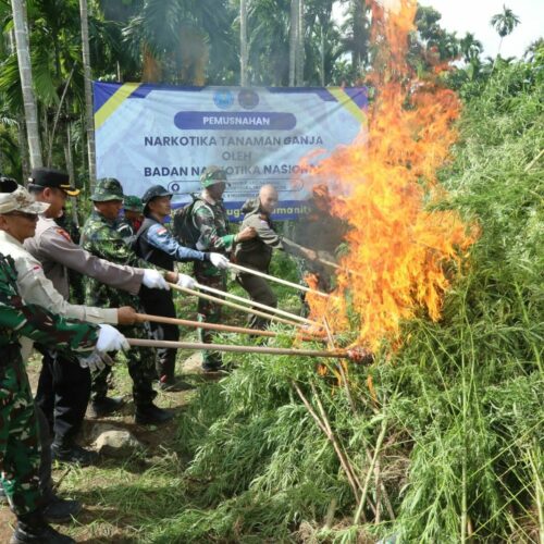 BNN MUSNAHKAN 69 TON GANJA DI ACEH UTARA