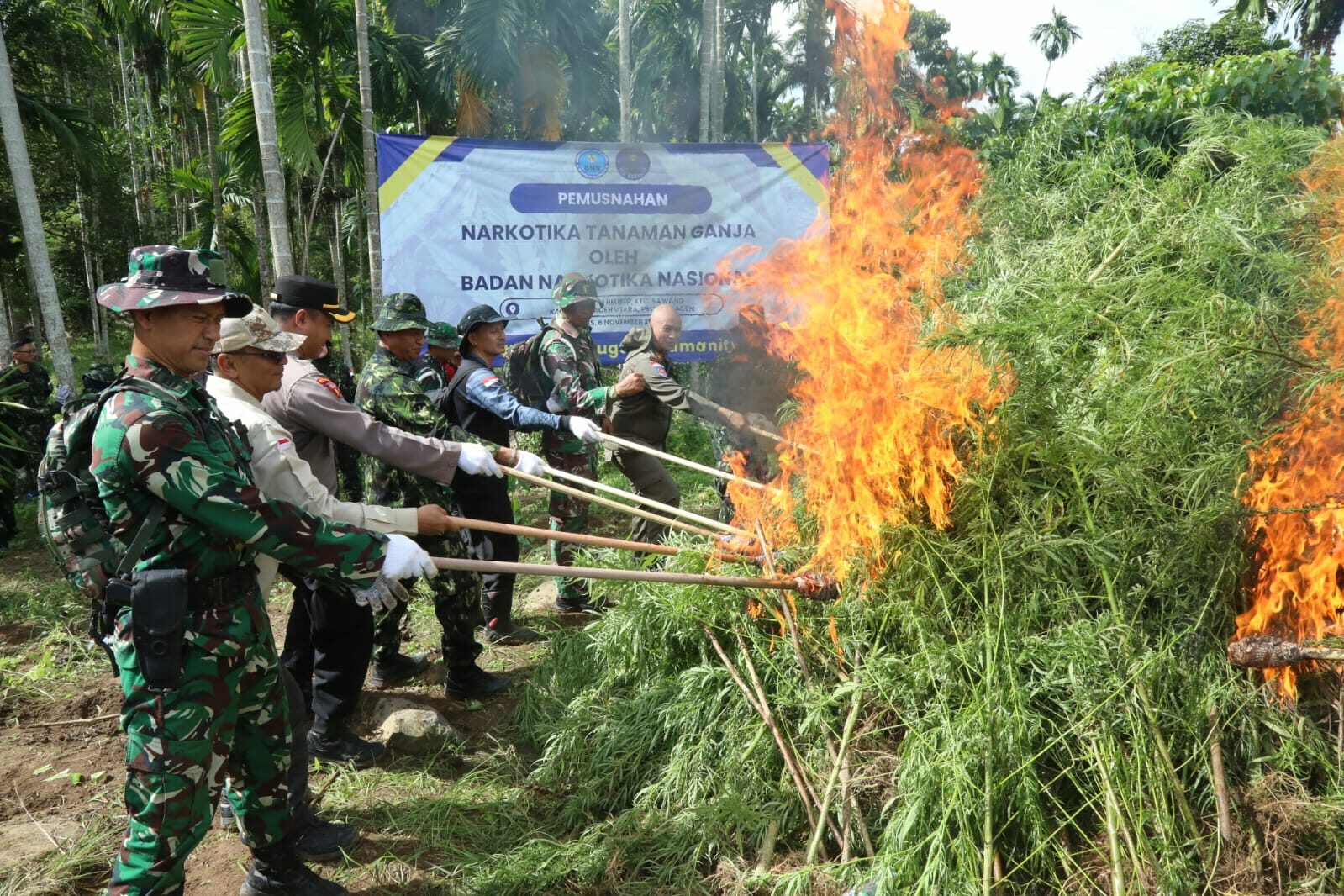 BNN MUSNAHKAN 69 TON GANJA DI ACEH UTARA
